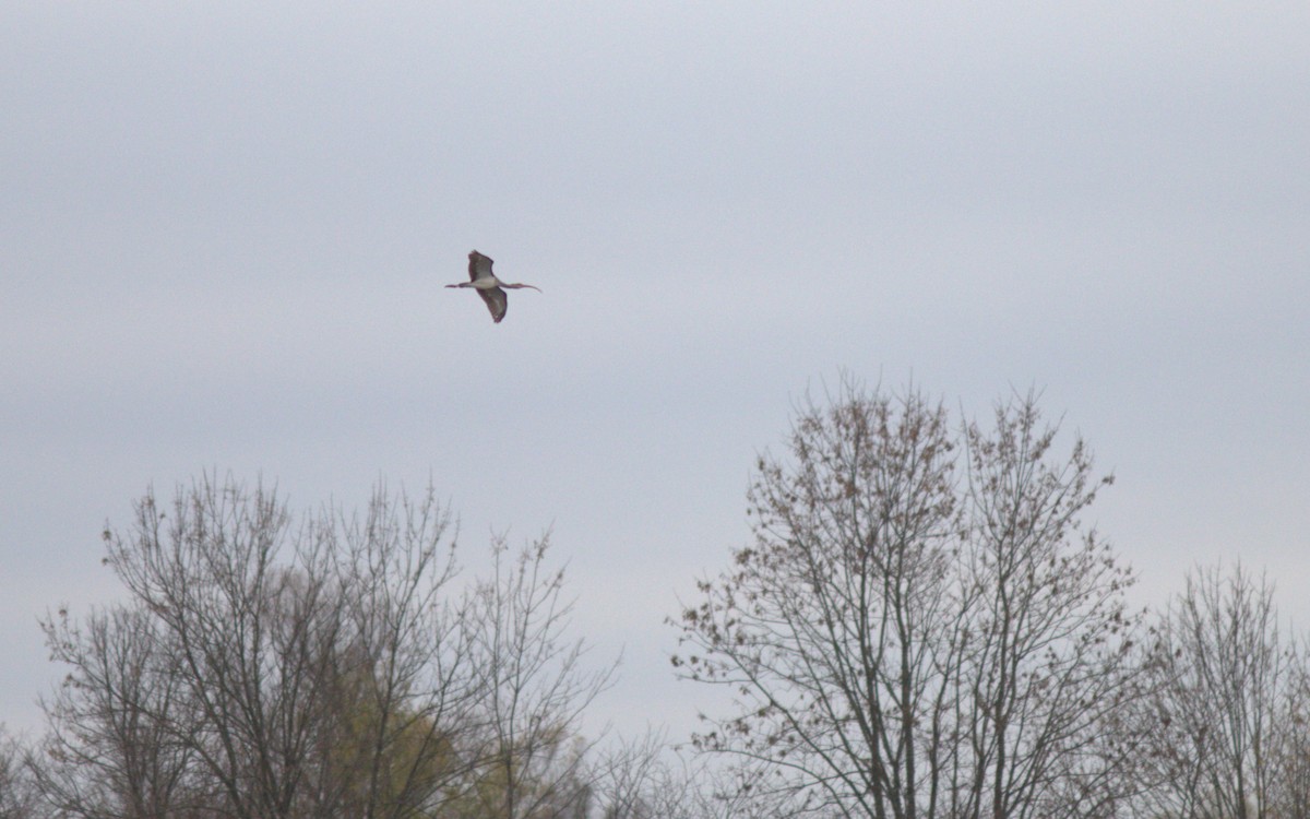 White Ibis - ML612263247