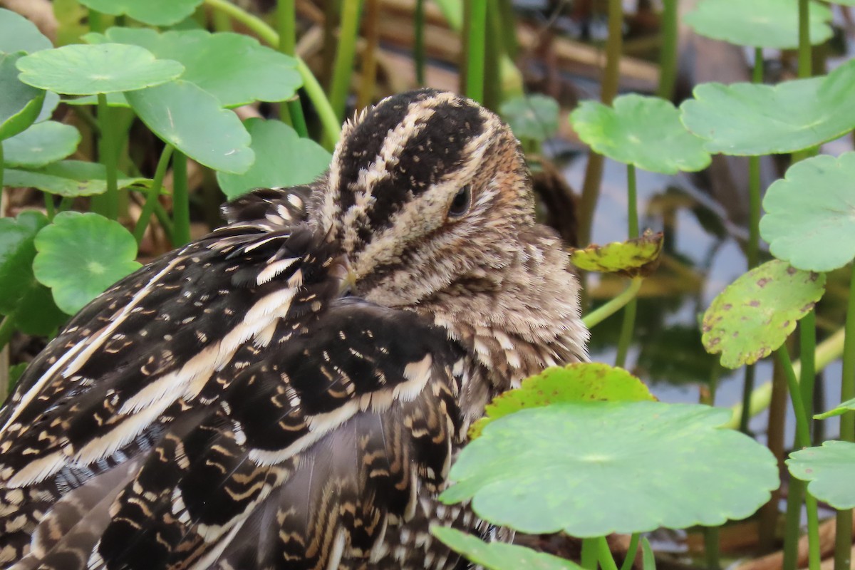 Wilson's Snipe - ML612263250