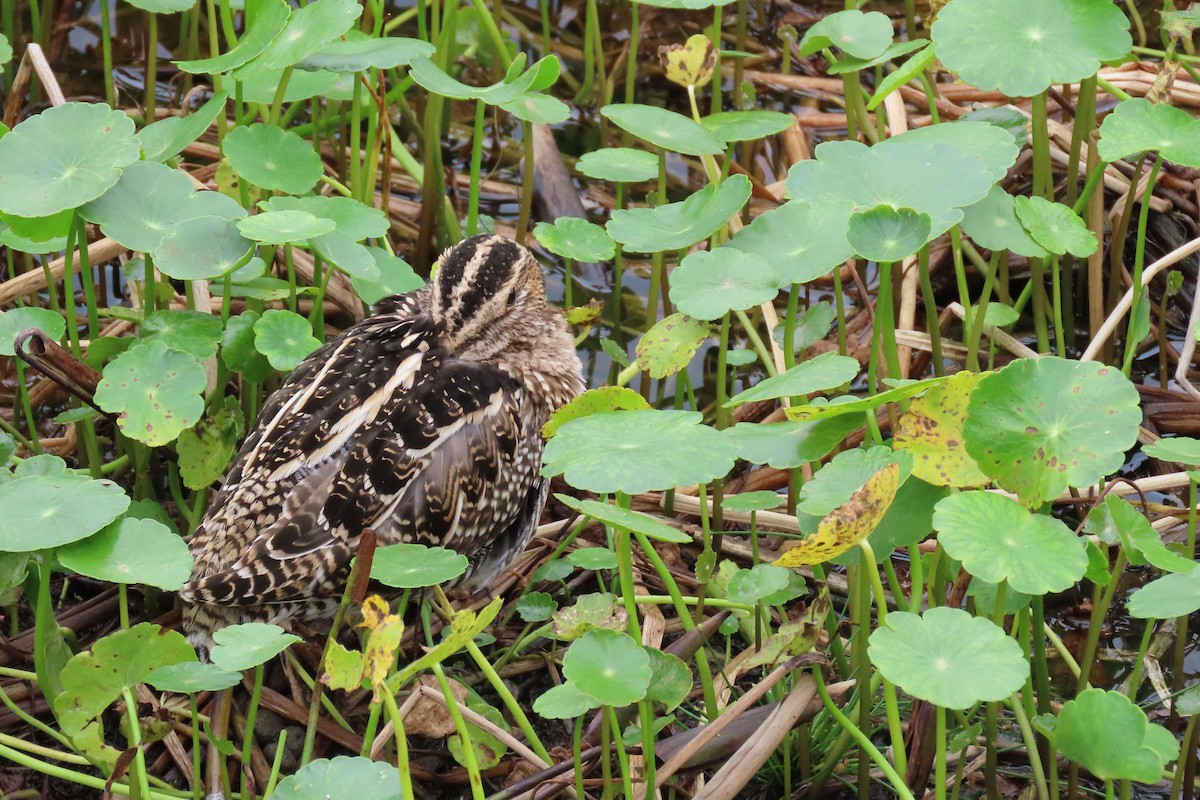 Wilson's Snipe - ML612263252