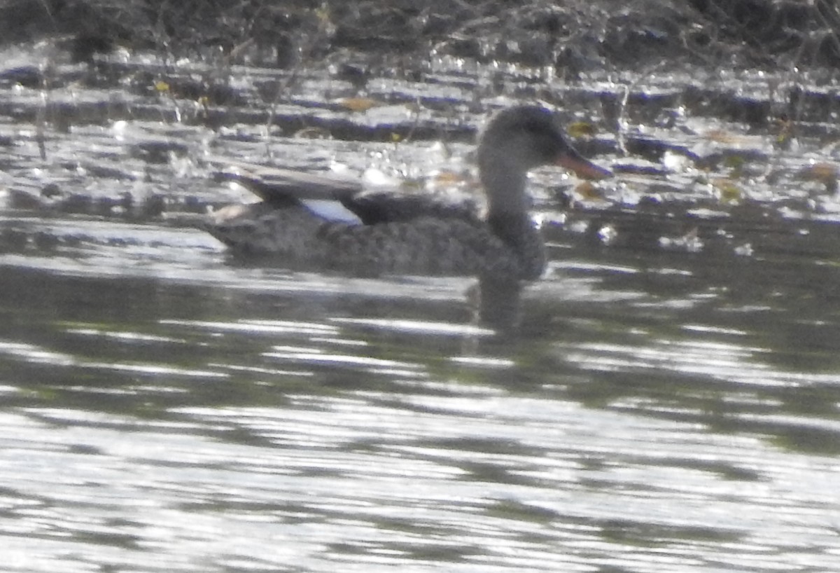 Gadwall - Kathryn McAleese