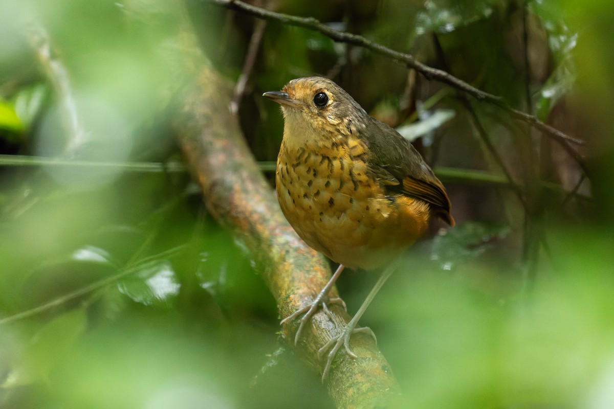 Speckle-breasted Antpitta - ML612263318