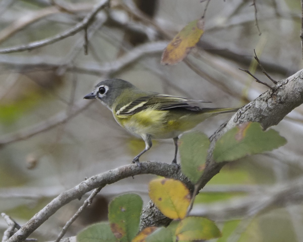 Blue-headed Vireo - Mikael Behrens