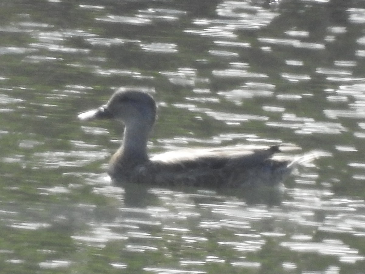 Gadwall - Kathryn McAleese