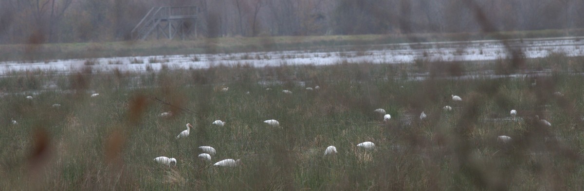 White Ibis - ML612263401