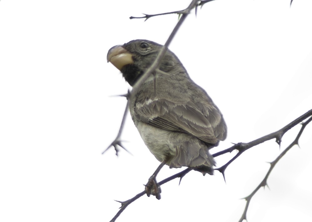 Parrot-billed Seedeater - ML612263410