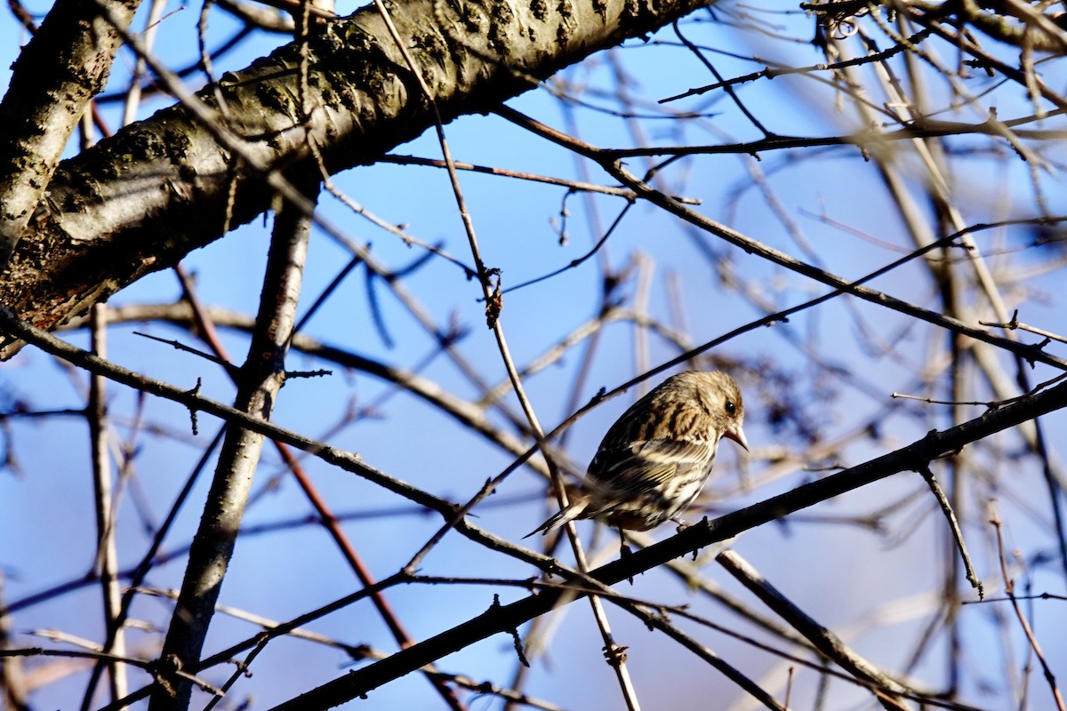 Pine Siskin - ML612263443