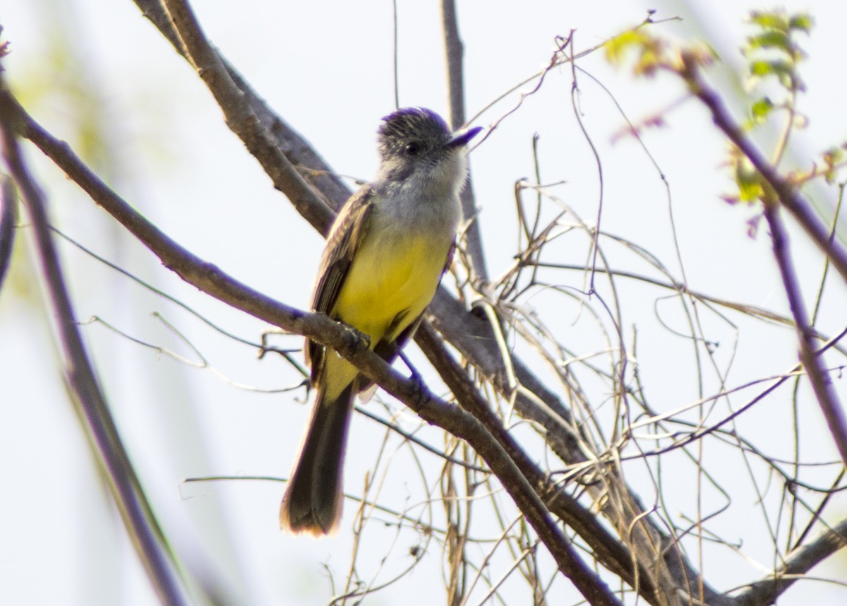 Dusky-capped Flycatcher - ML612263464