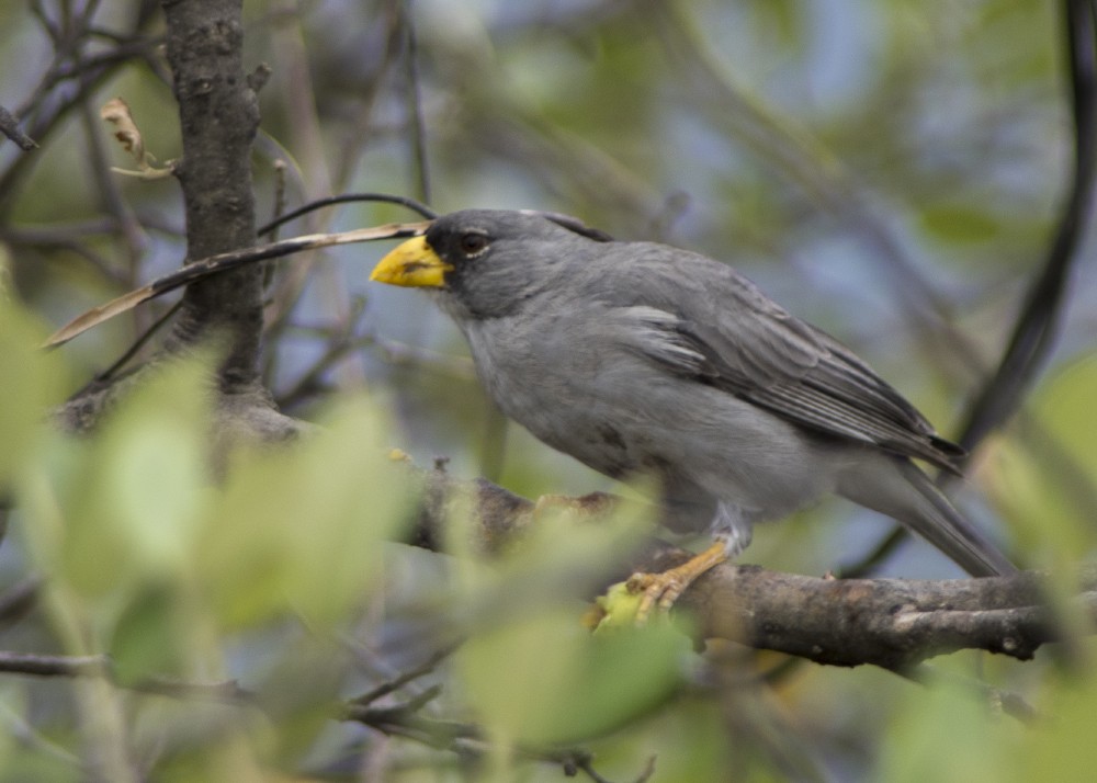 Cinereous Finch - ML612263491