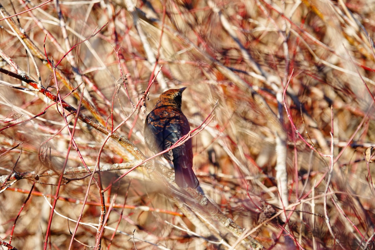 Rusty Blackbird - ML612263500