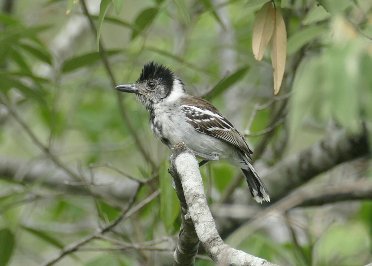Collared Antshrike (shumbae) - ML612263527