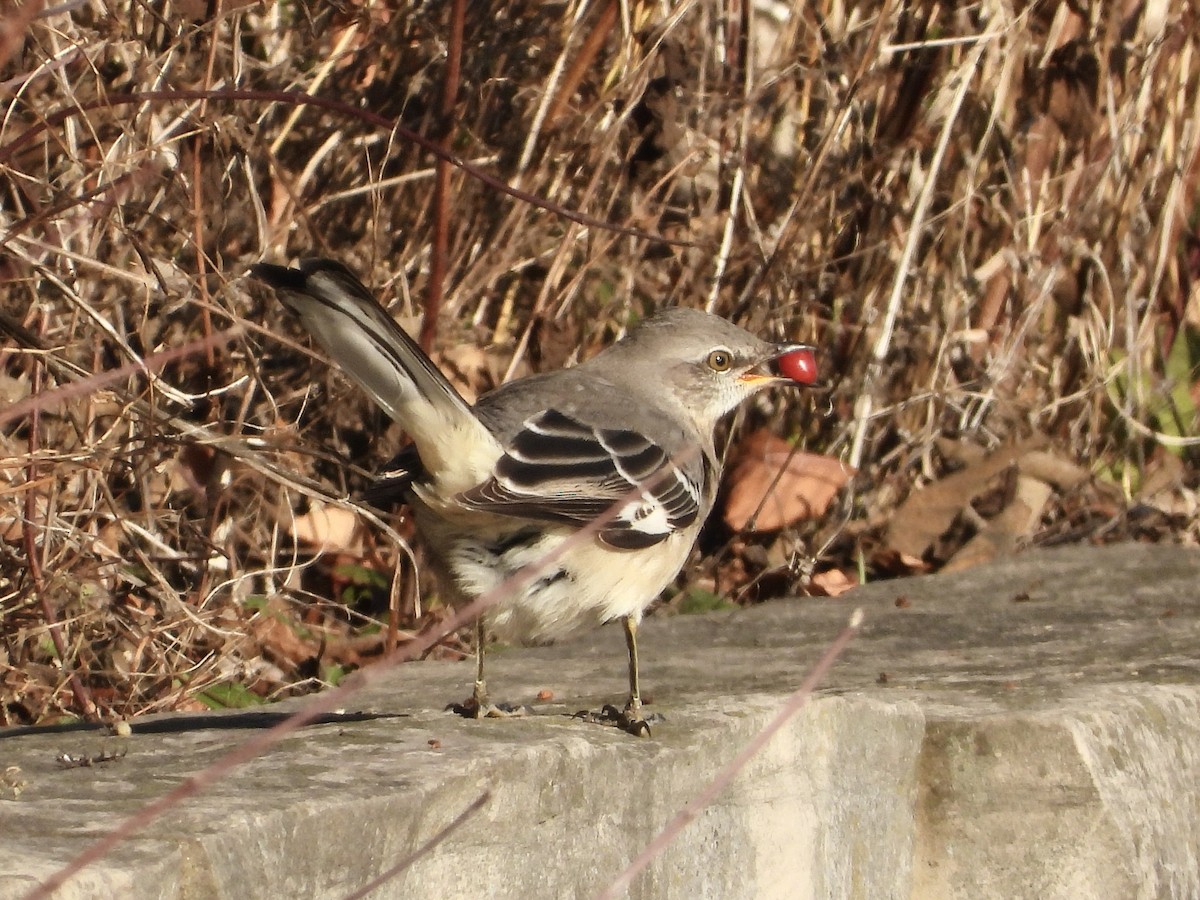 Northern Mockingbird - Pat Hare