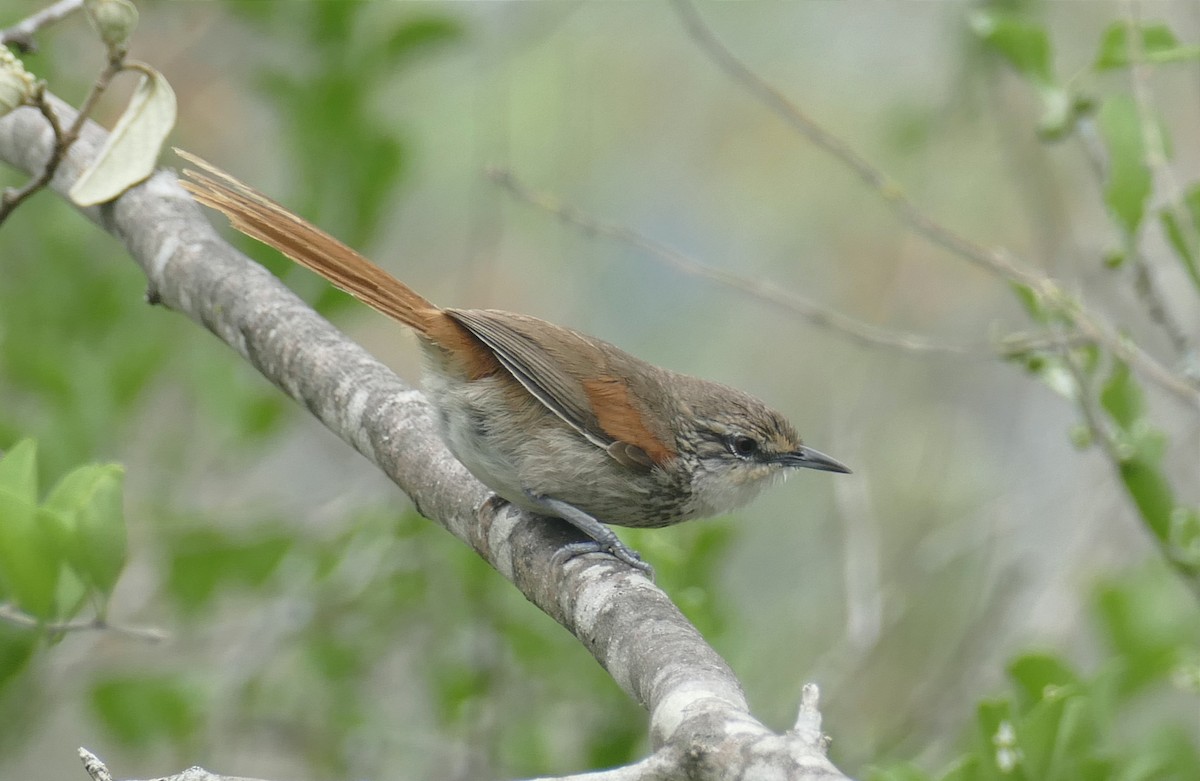 Chinchipe Spinetail - ML612263538