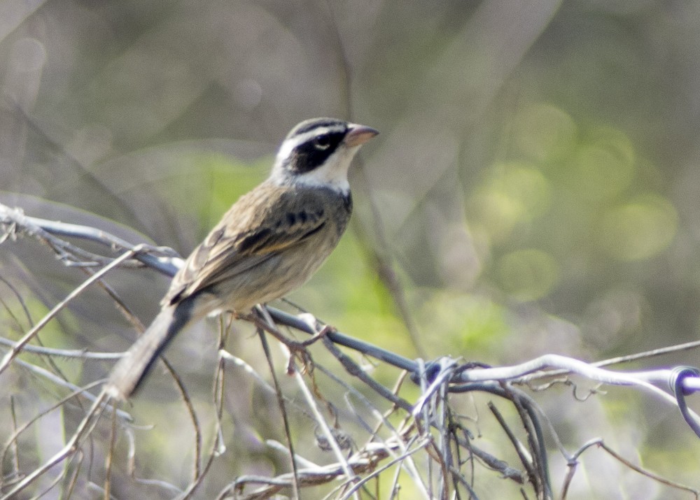 Collared Warbling Finch - ML612263545