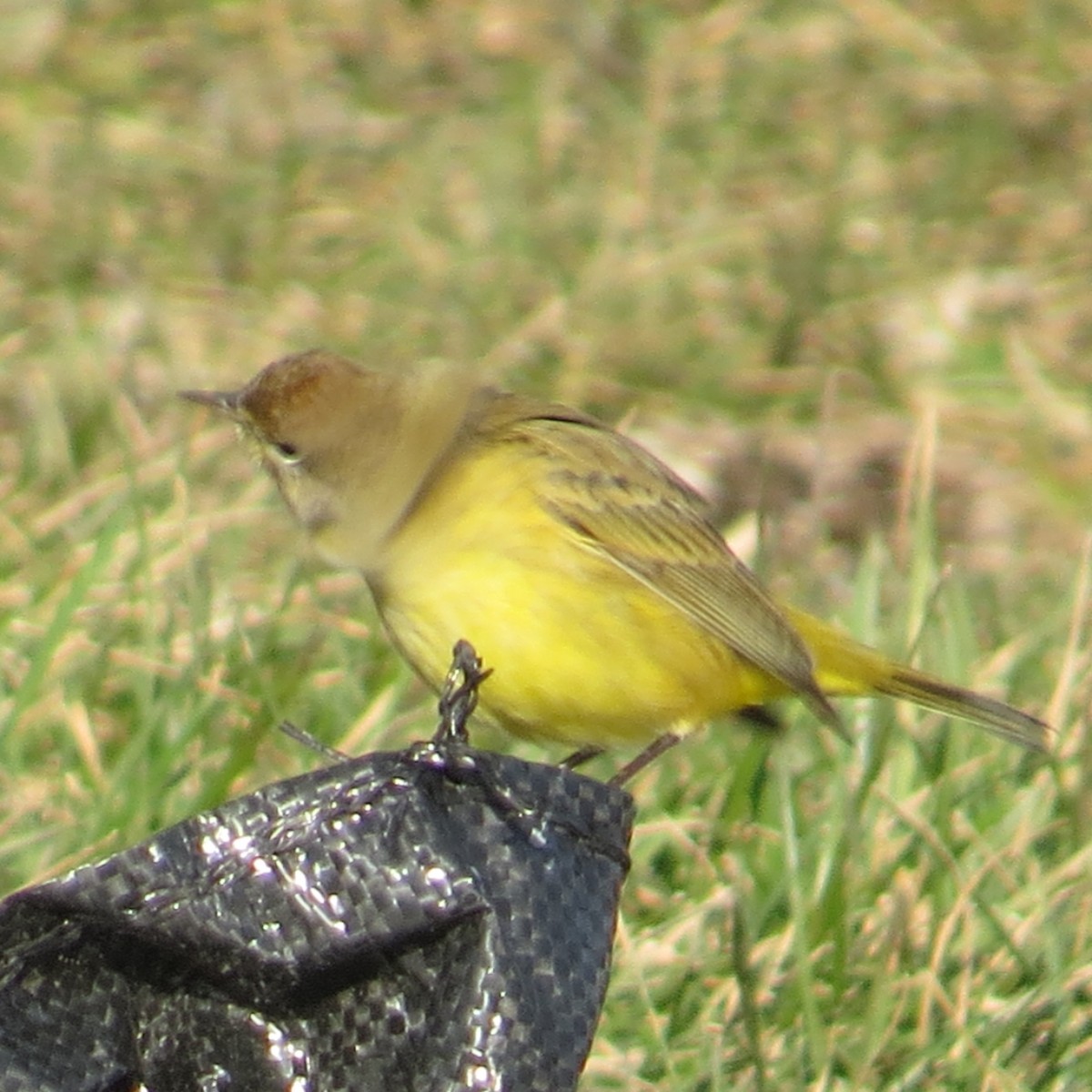 Palm Warbler - ML612263556