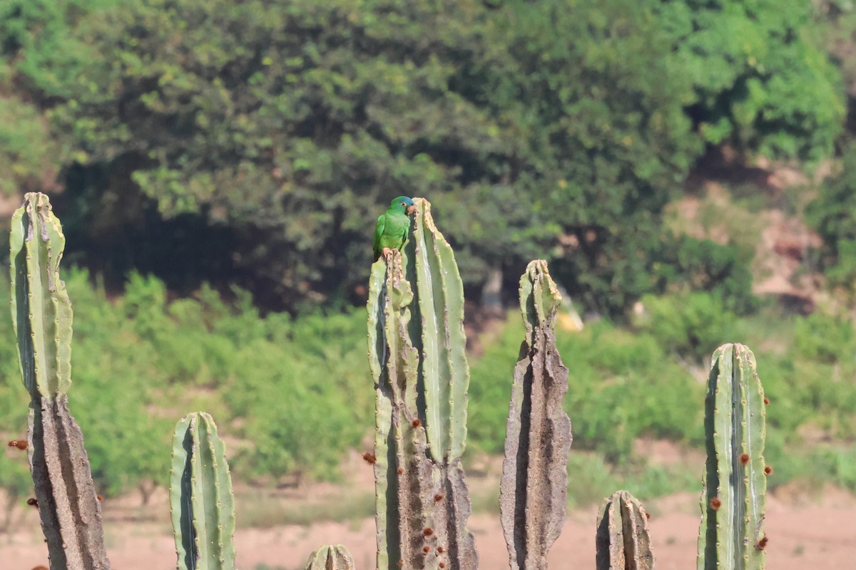 Turquoise-fronted Parrot - ML612263600