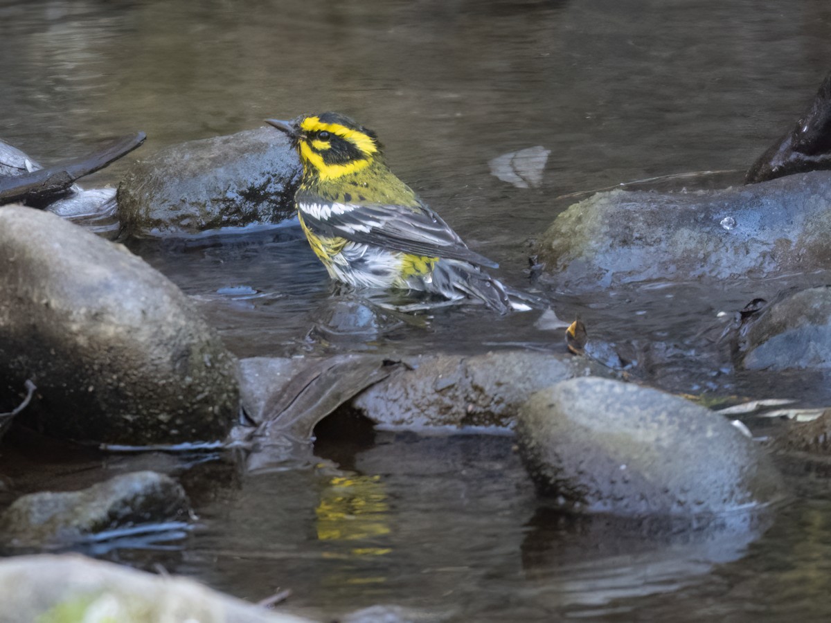 Townsend's Warbler - ML612263659