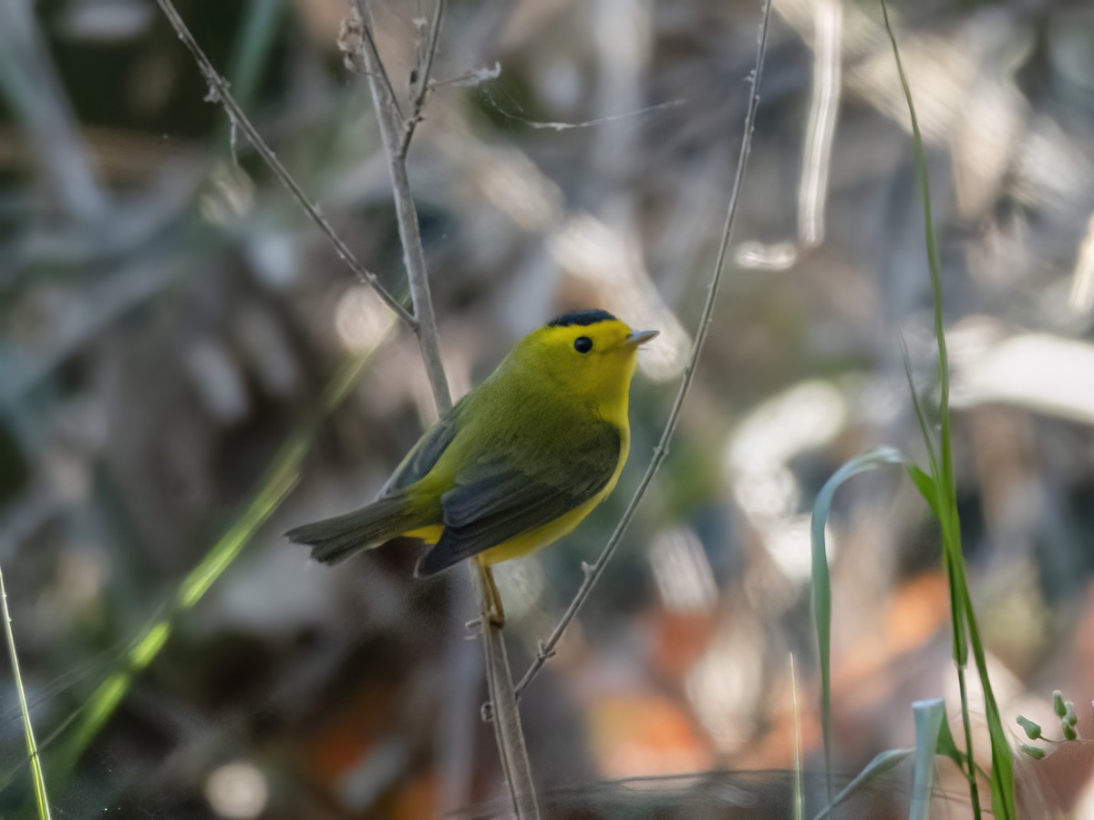 Wilson's Warbler - ML612263673