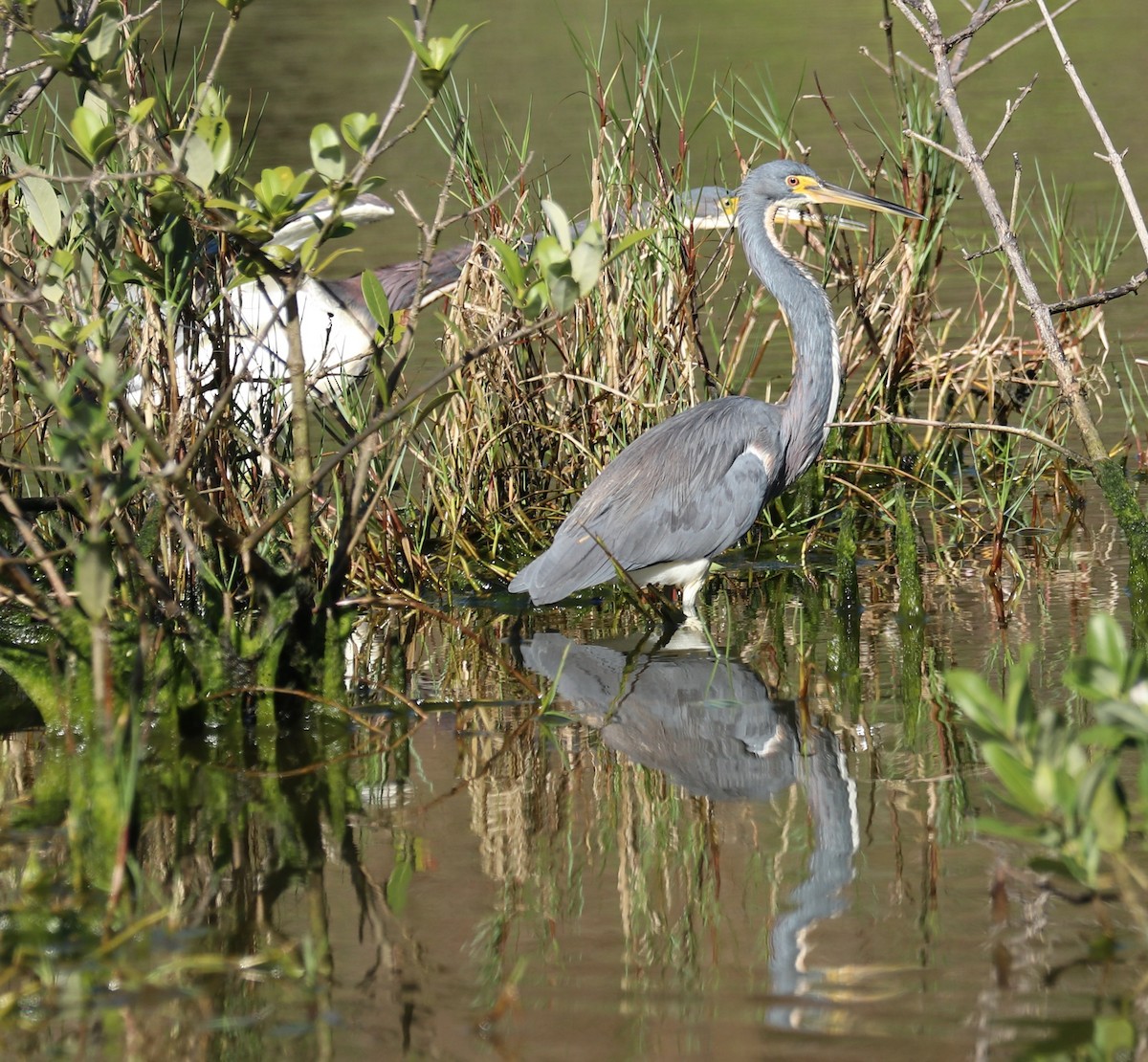 Tricolored Heron - Ingela Persson