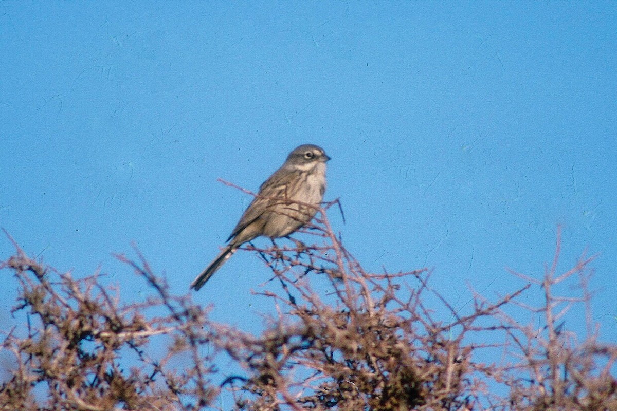 Sagebrush/Bell's Sparrow (Sage Sparrow) - Tommy Pedersen