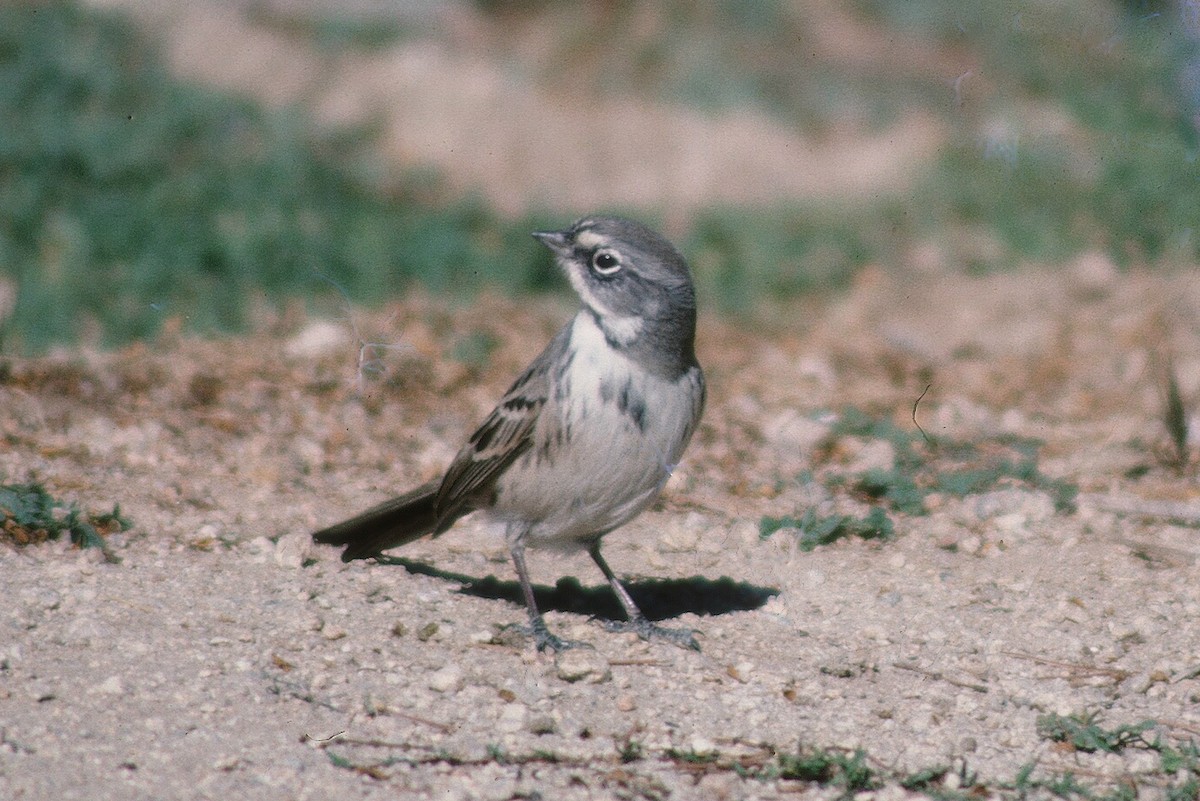 Sagebrush/Bell's Sparrow (Sage Sparrow) - Tommy Pedersen