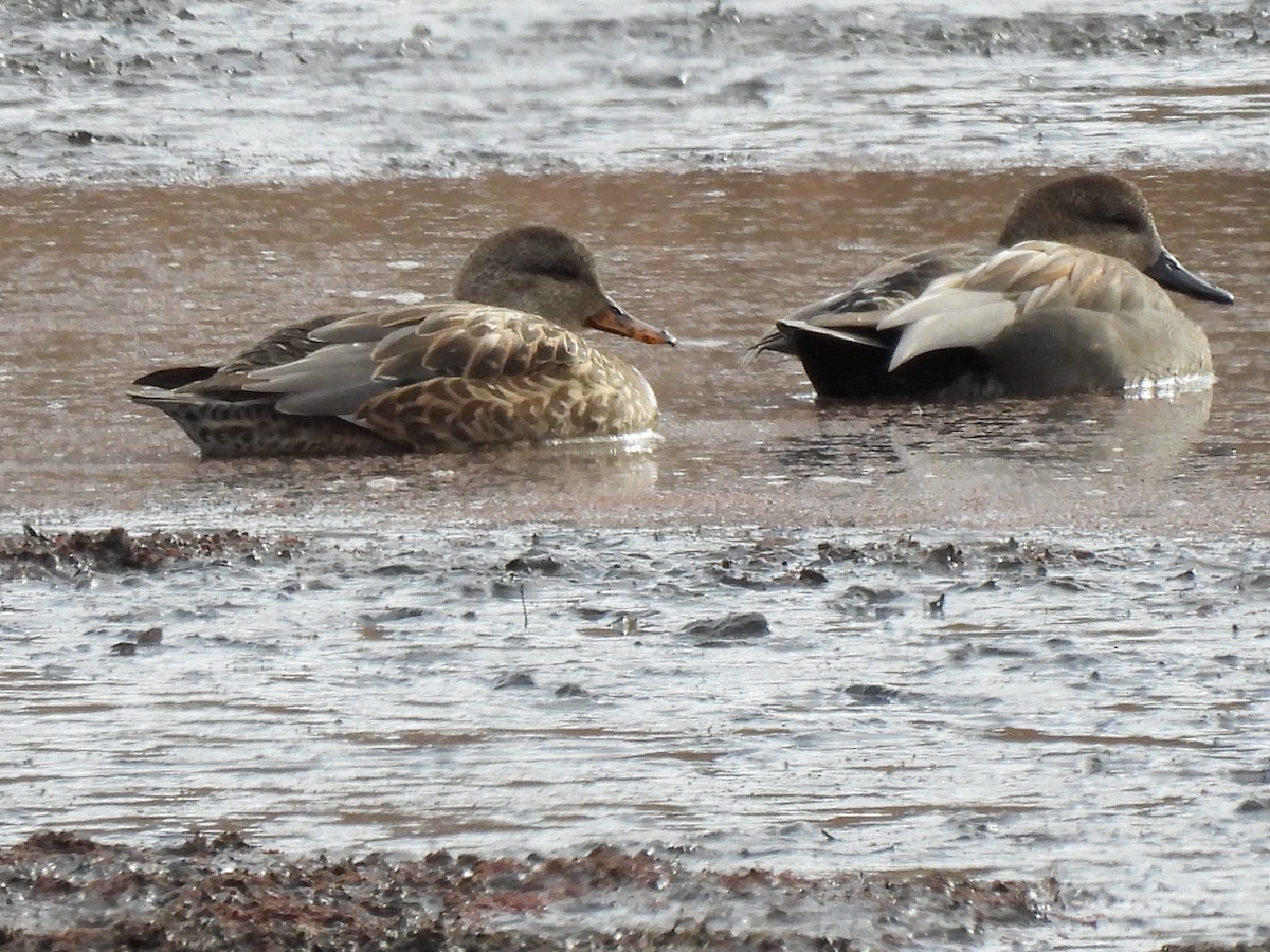 Canard chipeau - ML612263823