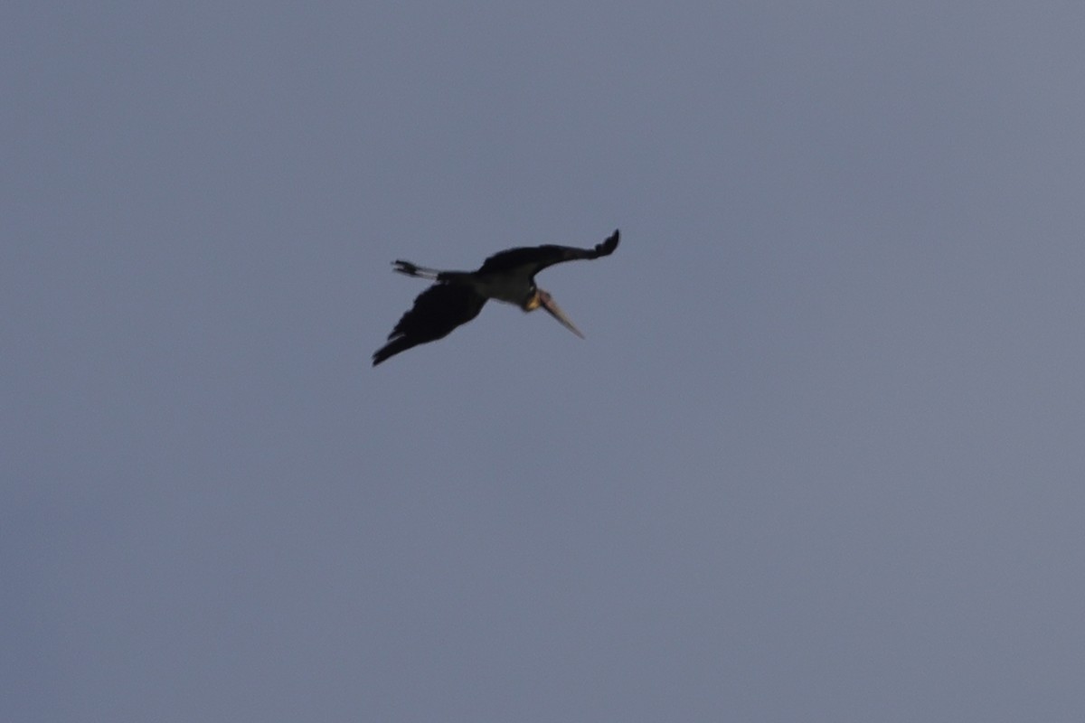 Lesser Adjutant - ML612263906