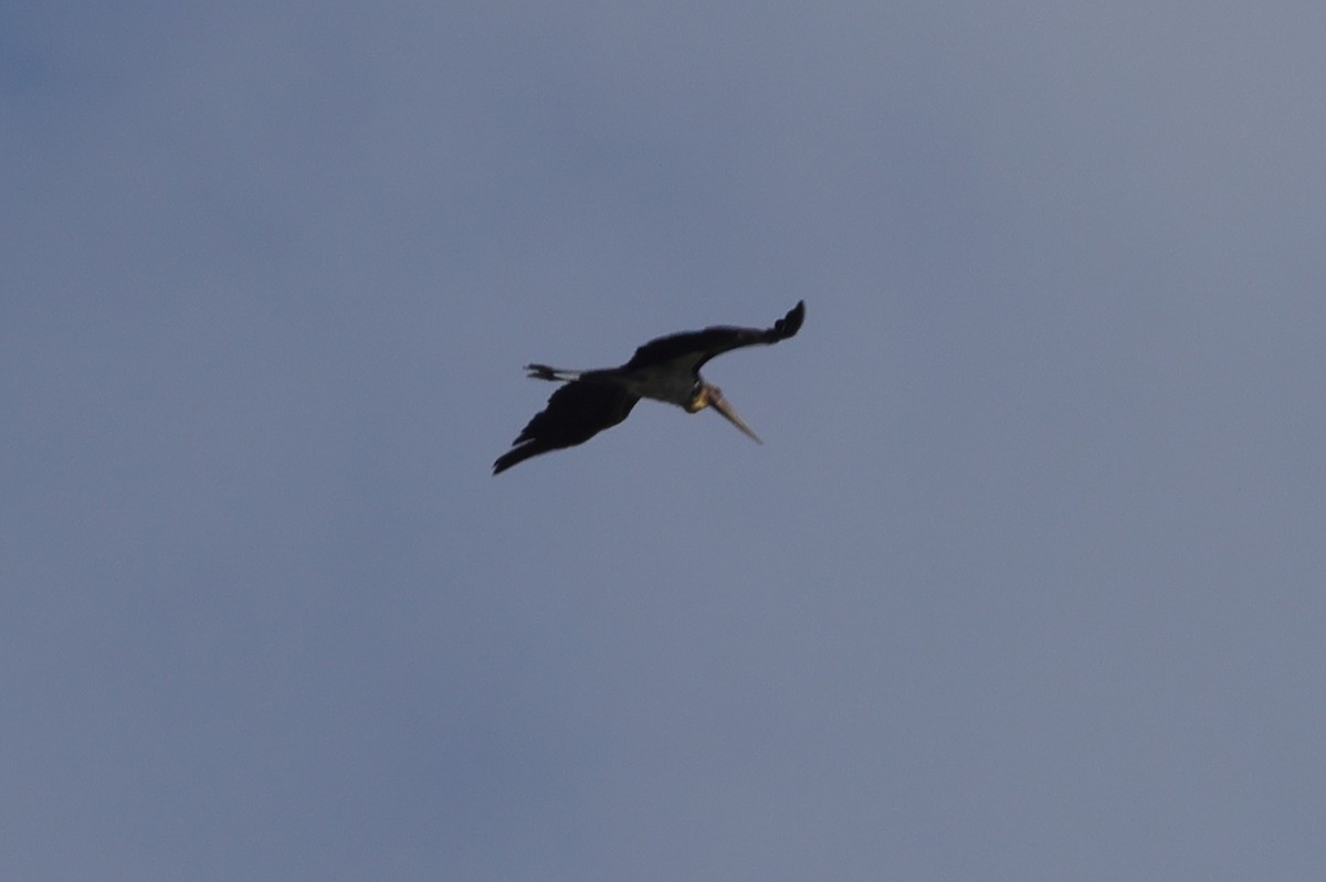 Lesser Adjutant - ML612263907