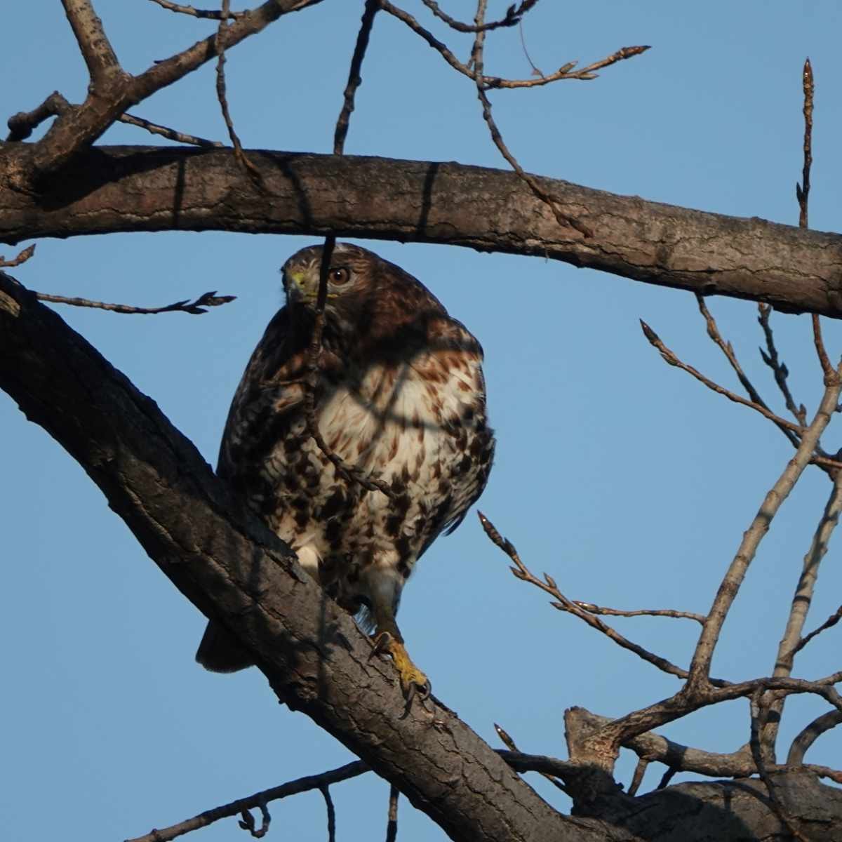 Red-tailed Hawk - ML612264093