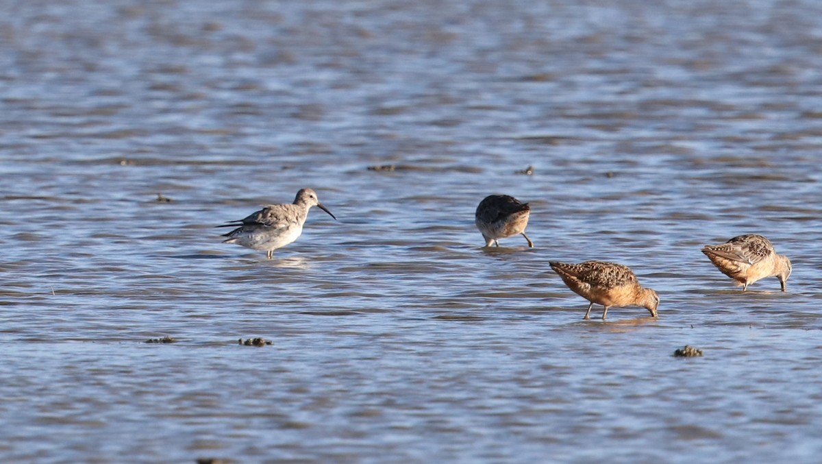 Stilt Sandpiper - Matt Conn