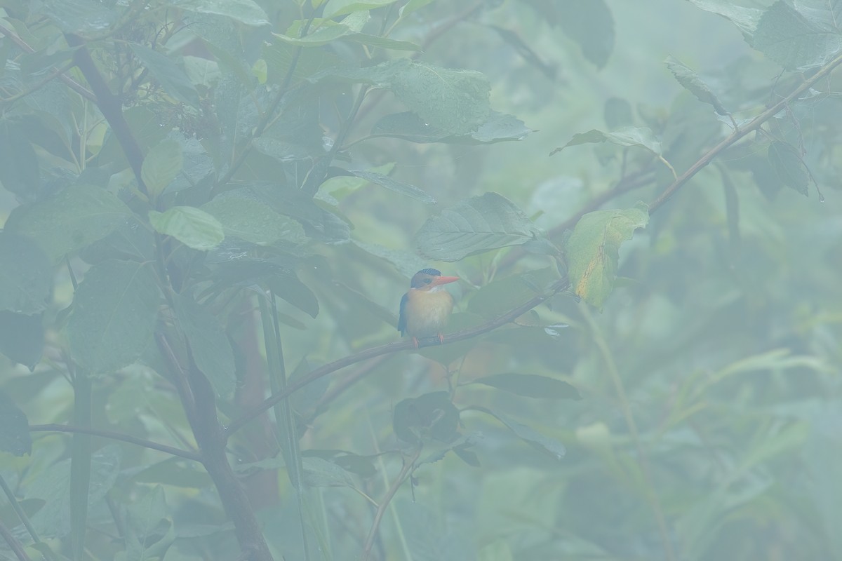 African Pygmy Kingfisher - Michael Ortner