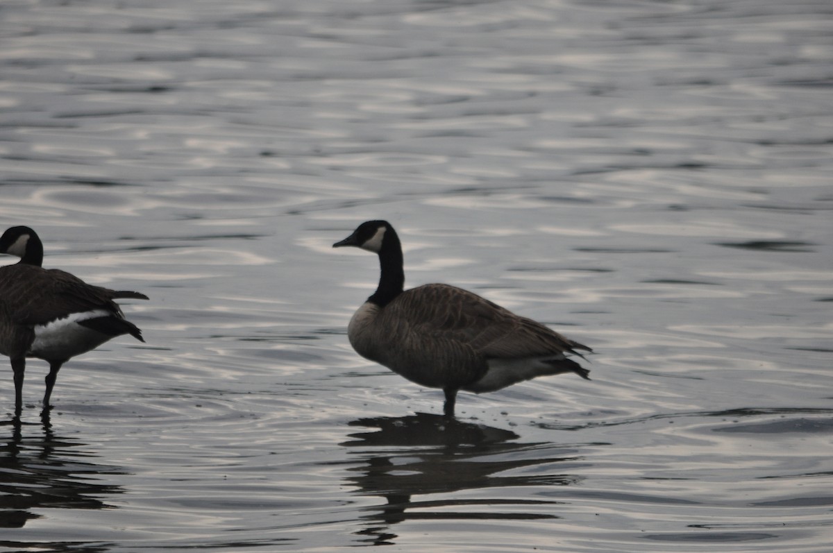 Canada Goose - ML612264157