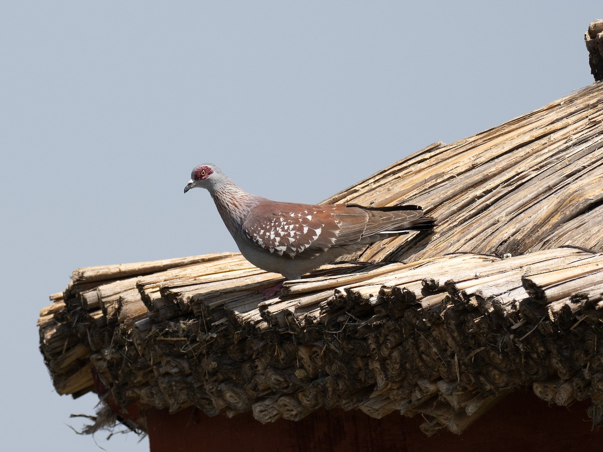 Speckled Pigeon - ML612264342