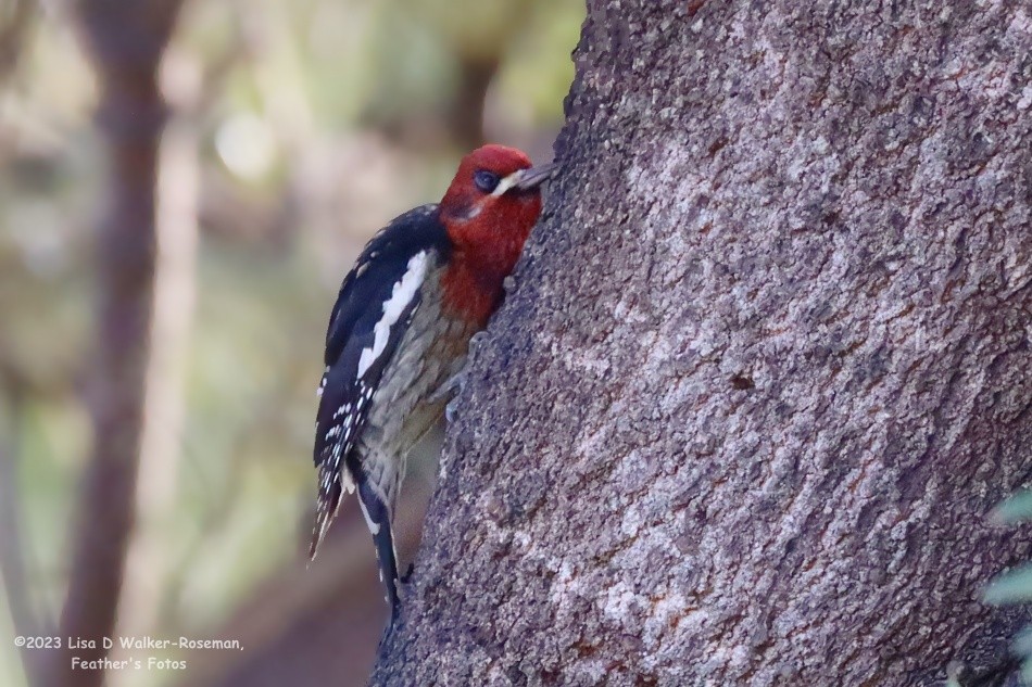 Red-breasted Sapsucker - ML612264357