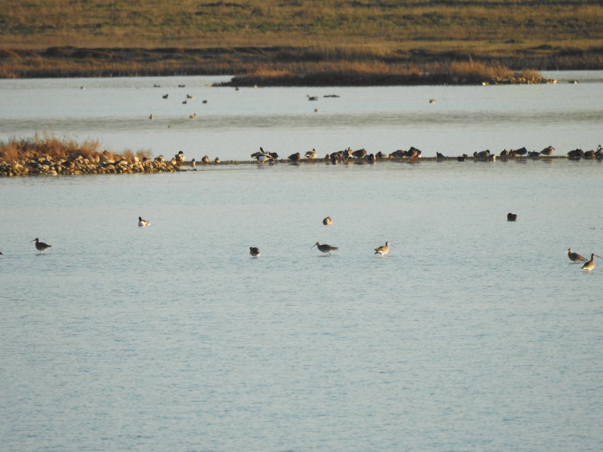 Eurasian Curlew - ML612264399