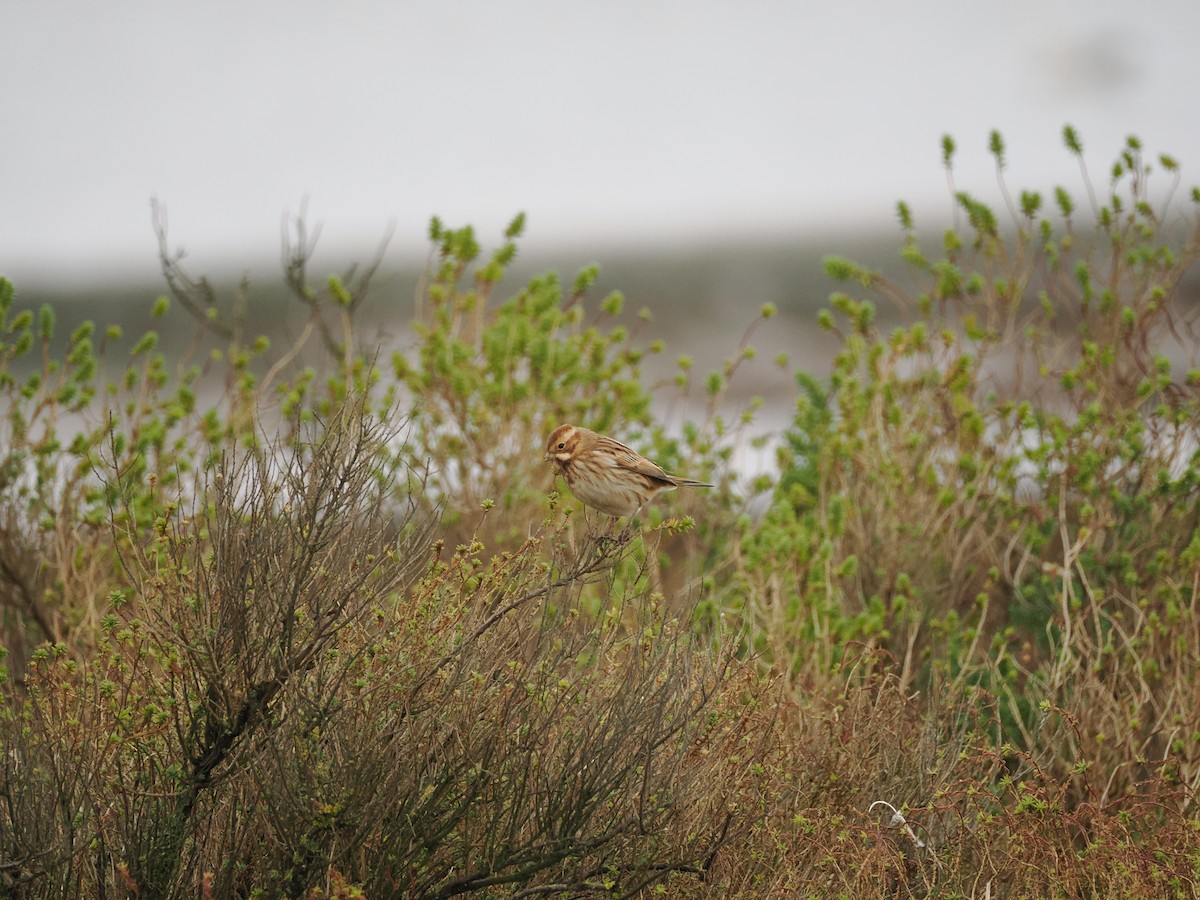 Reed Bunting - ML612264430