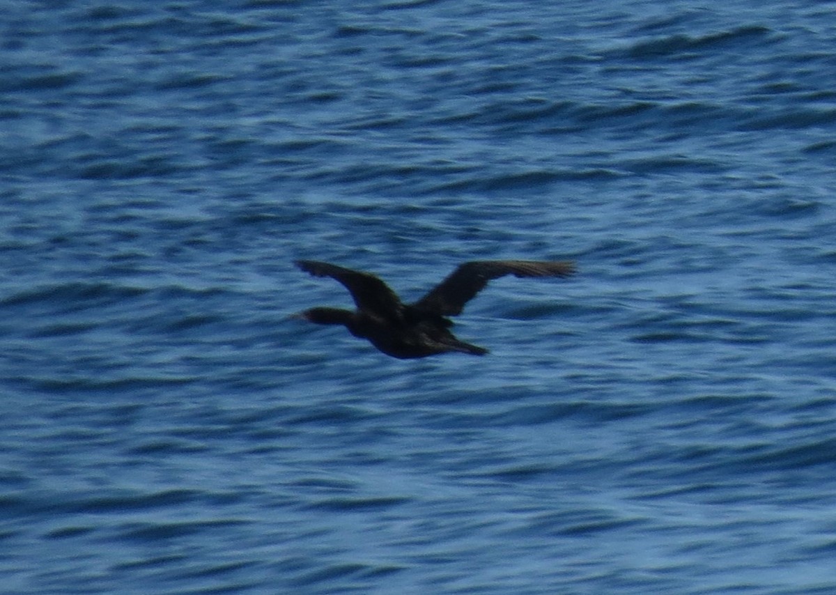 Pelagic Cormorant - ML612264459