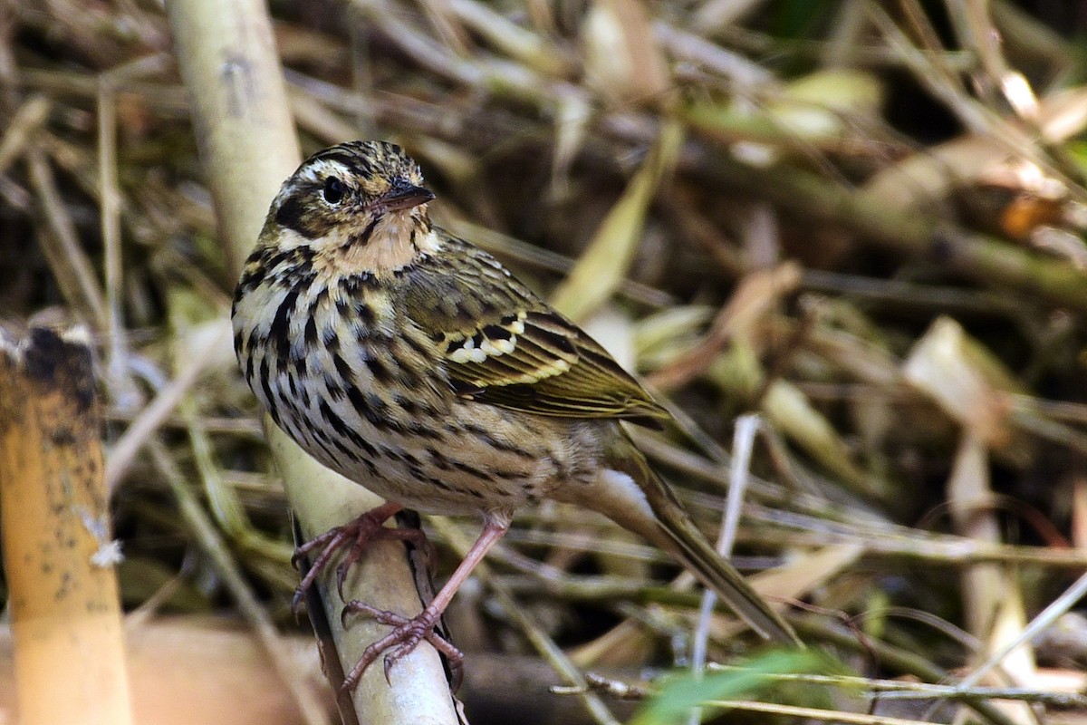 Pipit à dos olive - ML612264716