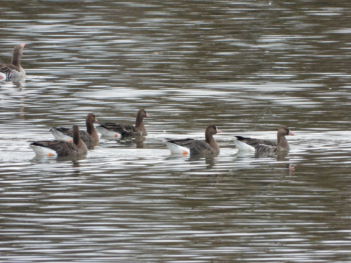 Greater White-fronted Goose - ML612264717