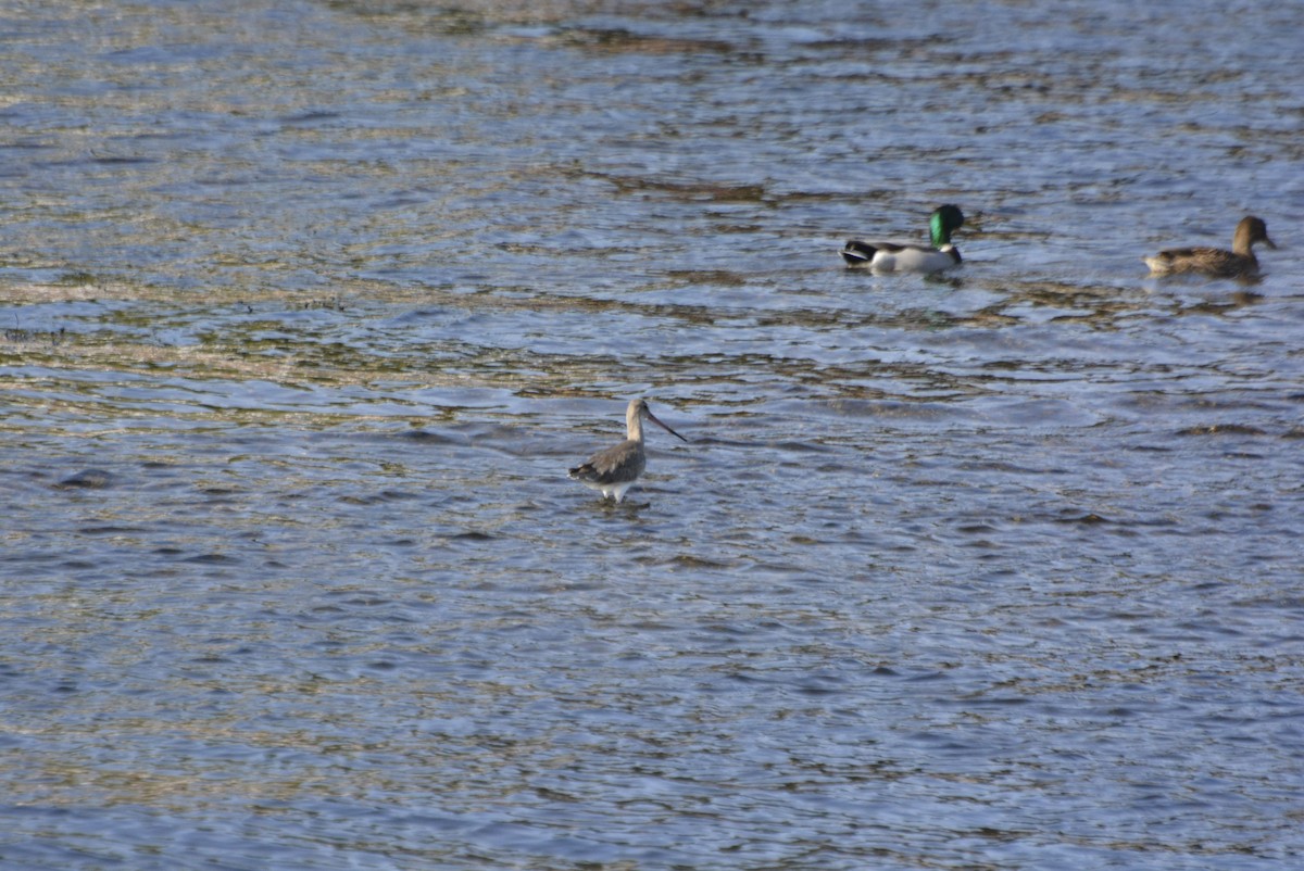 Black-tailed Godwit - ML612264740