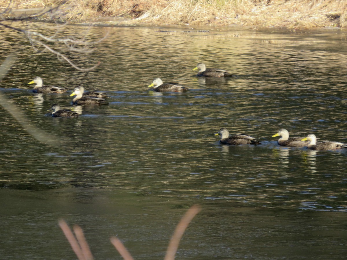 American Black Duck - scott baldinger