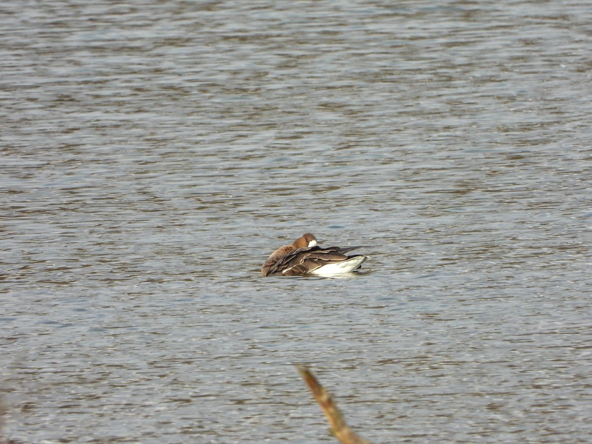 Greater White-fronted Goose - ML612264799