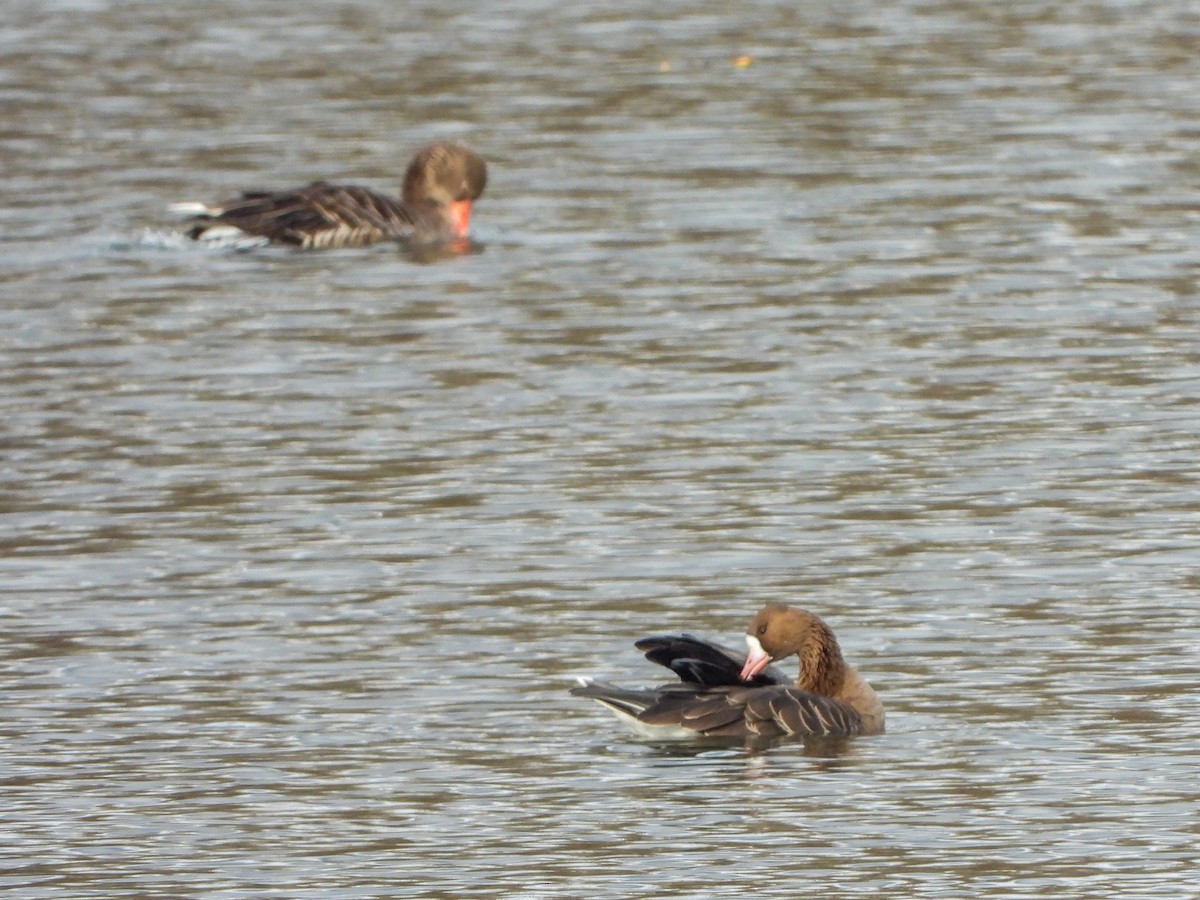 Greater White-fronted Goose - ML612264803