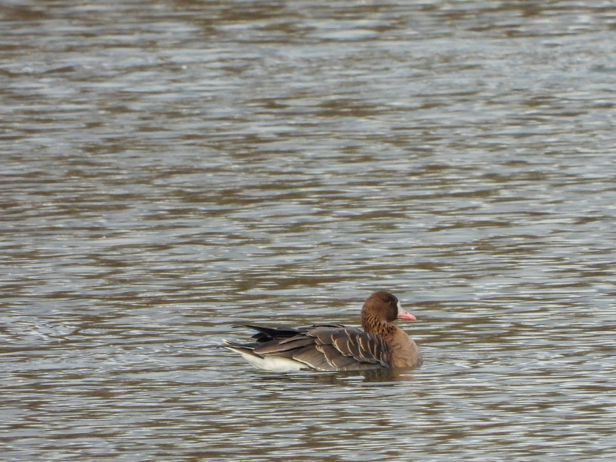 Greater White-fronted Goose - Samuel Burckhardt