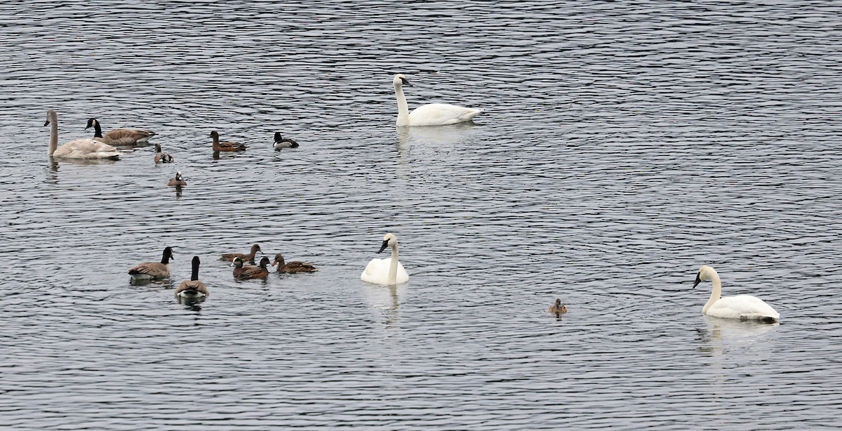 Trumpeter Swan - ML612264816