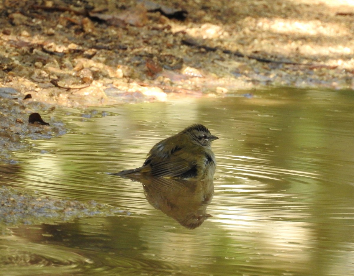 Olive Sparrow - ML612264817