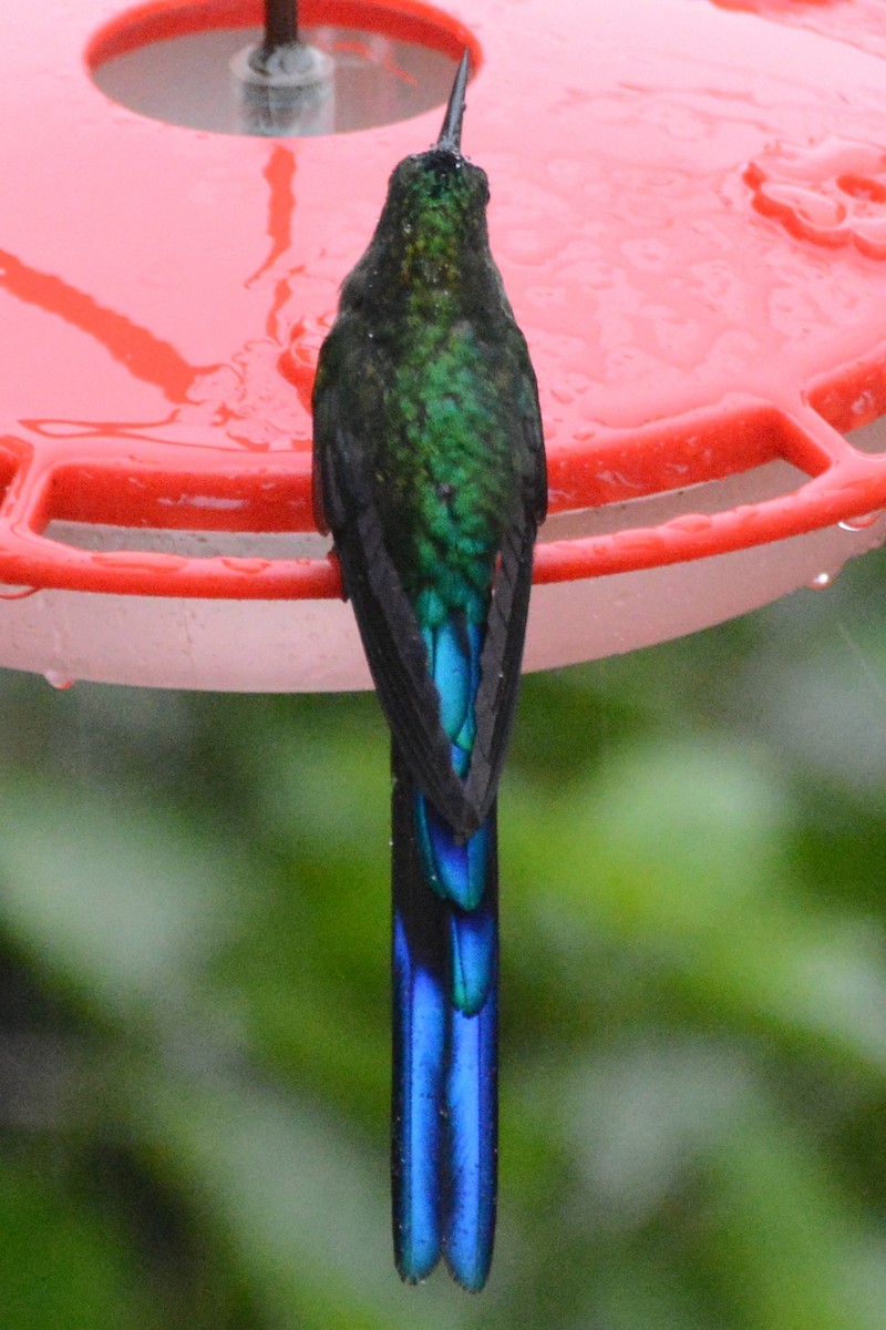 Violet-tailed Sylph - Cathy Pasterczyk