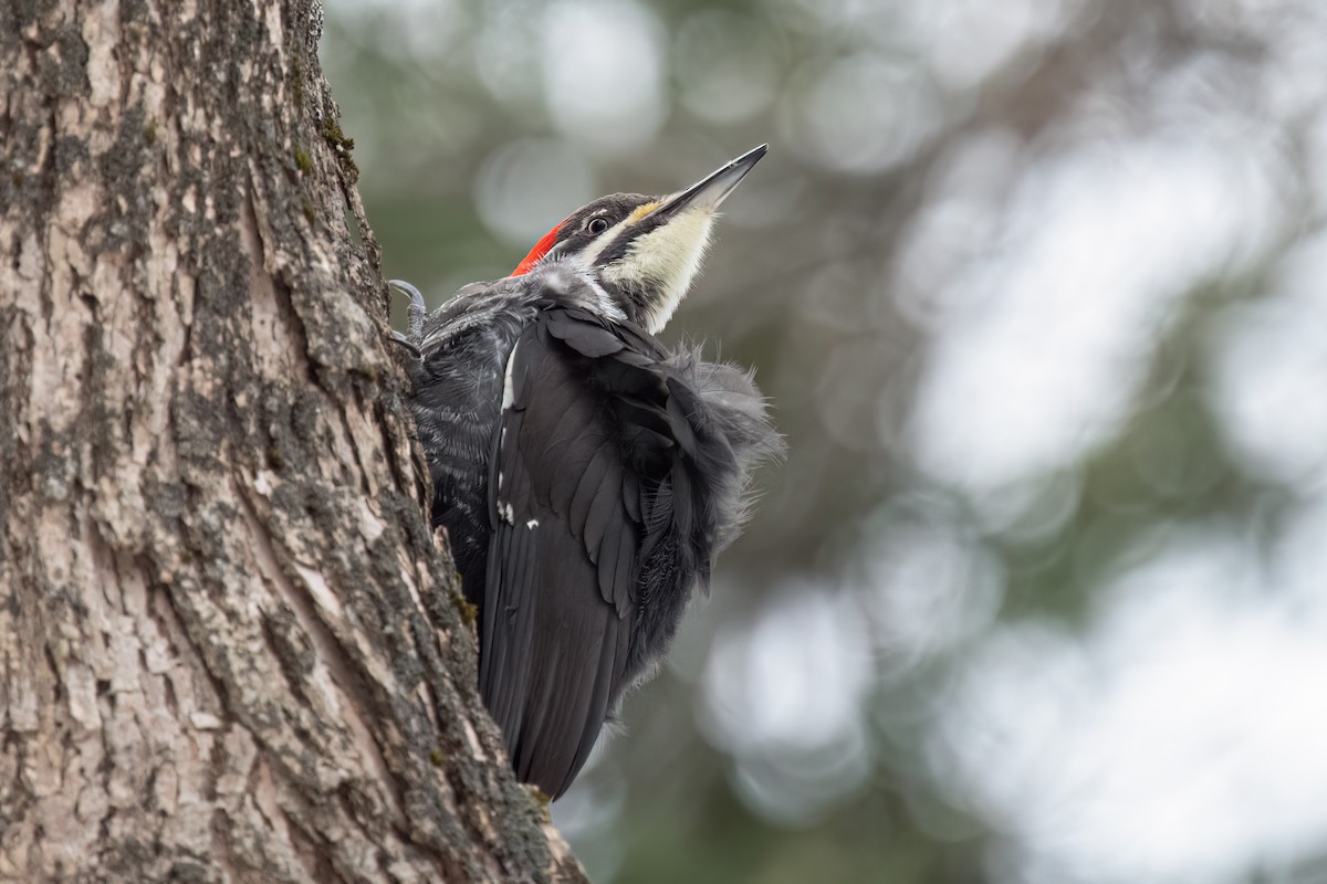 Pileated Woodpecker - ML612264897