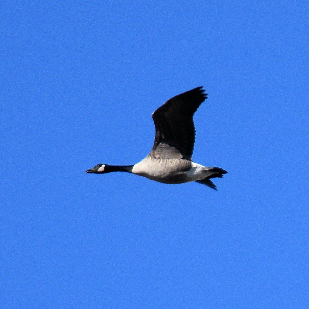 Branta kanadar handia - ML612265153