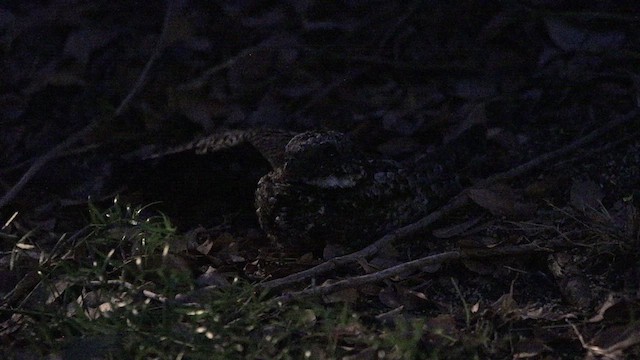 Common Poorwill - ML612265213