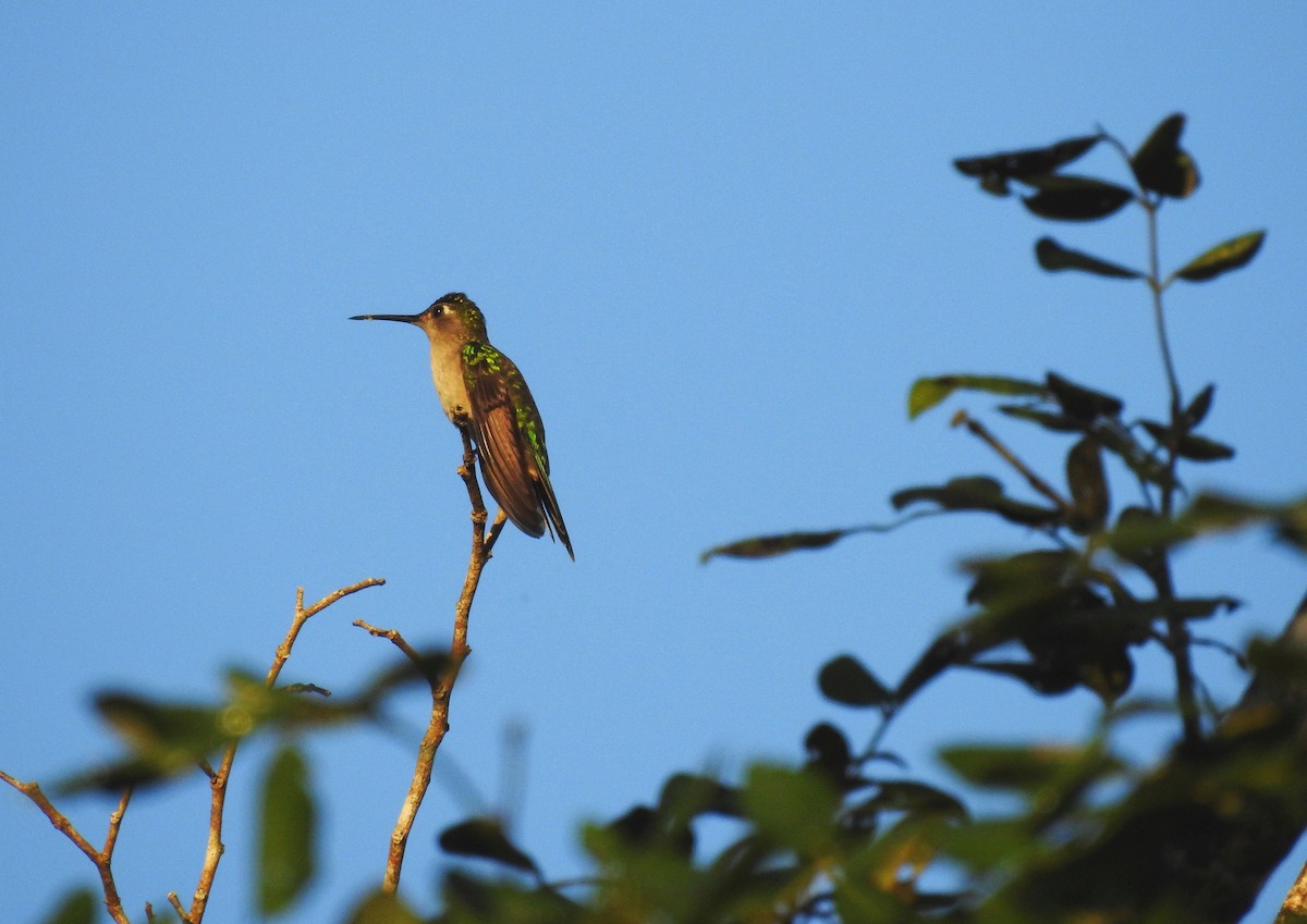 Colibrí Ruiseñor (pampa) - ML612265394